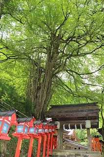 日本のご神木巡礼（京都編）～貴船神社のカツラ～